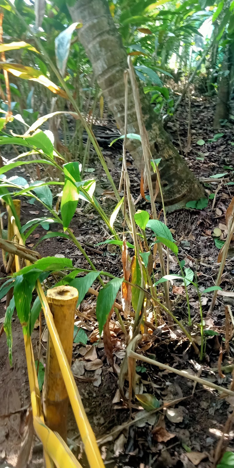 The Spice Route Ayurvedic & Spices Garden - The Spice Route Ayurvedic & Spices Garden Amaravathi, Kumily, Kerala 685509, India