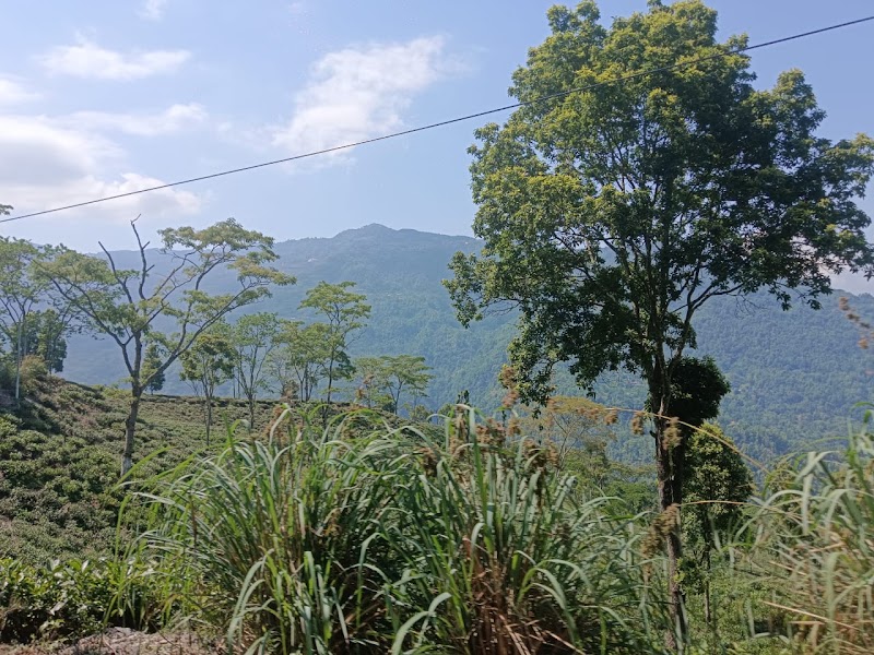 Tinchuley - Tinchuley 29VH+77V, Tukdah Forest, Lingding Khasmahal, West Bengal 734222, India
