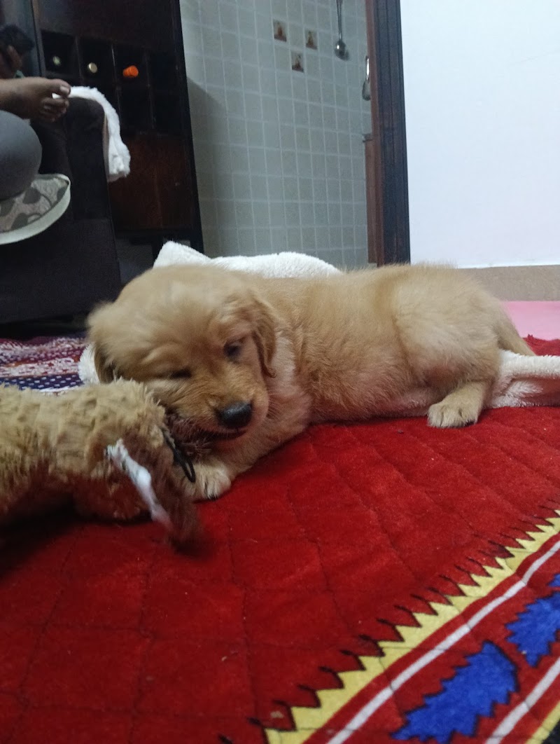Dogs For Sale Bangalore (Dogs Paradise) - Dogs For Sale Bangalore (Dogs Paradise) 23, 5th Cross, Narayanappa Block, Anjenappa Block, Benson Town, Bengaluru, Karnataka 560046, India