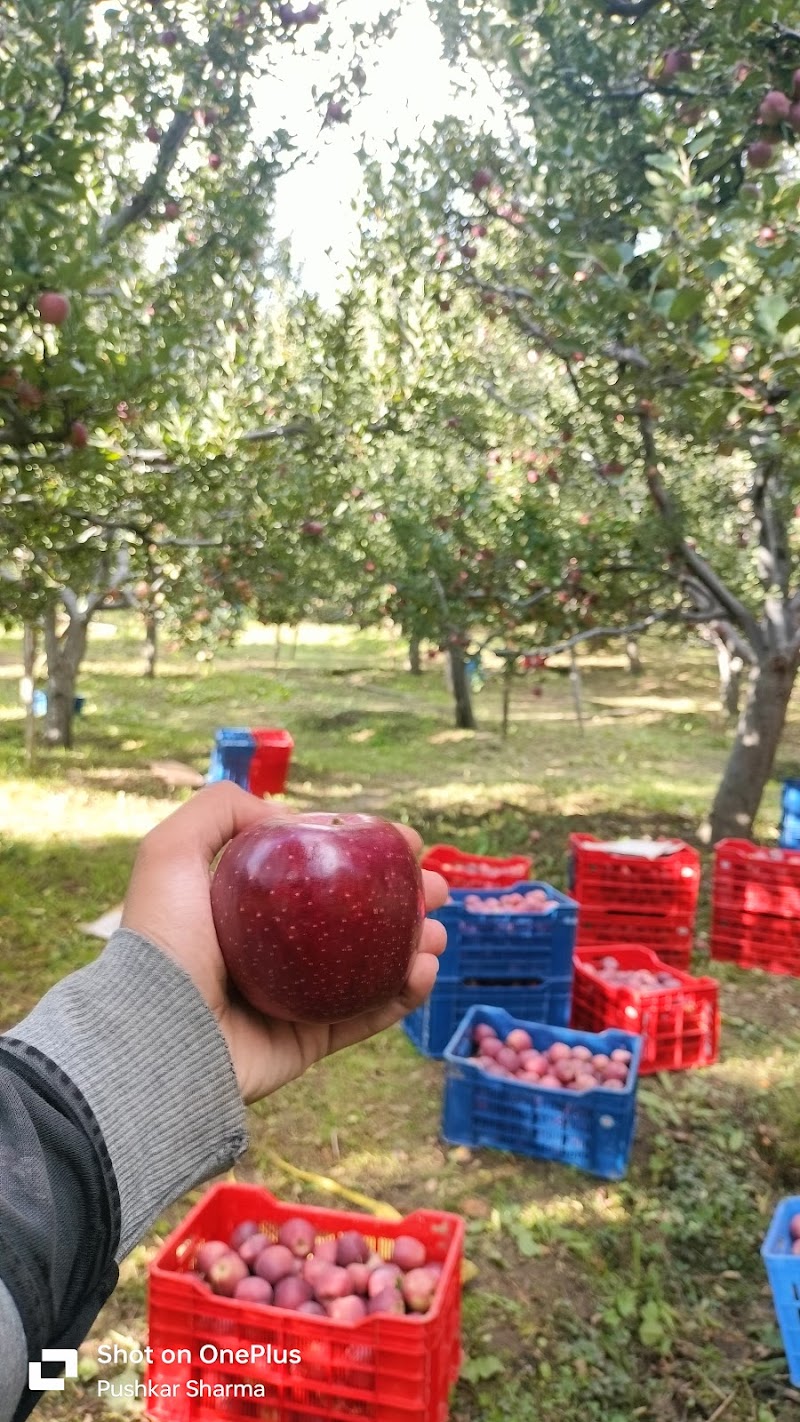 PS Orchards Kalna - PS Orchards Kalna, Kalna, Darbar Balsan, Himachal Pradesh 171220, India