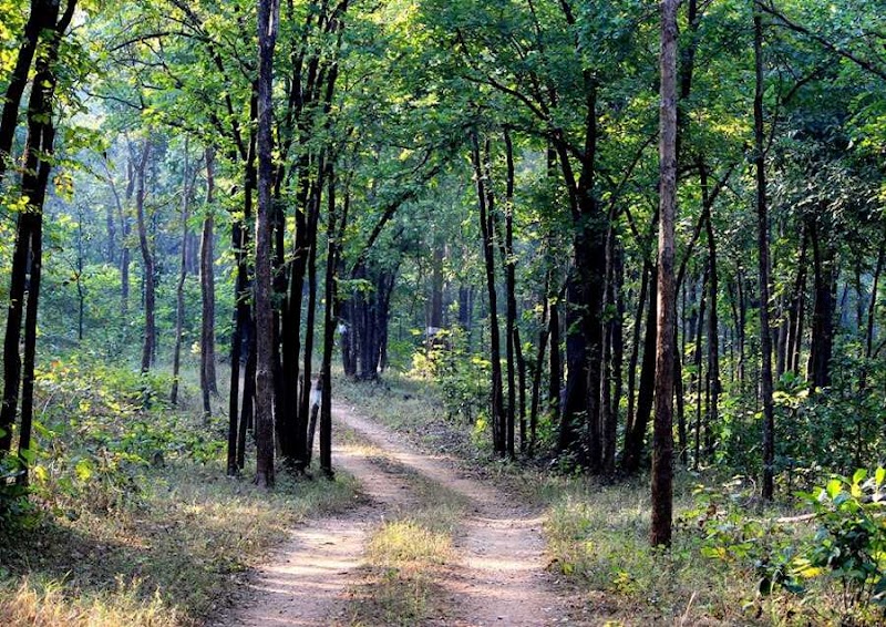 Barnawapara Wildlife Sanctuary - Barnawapara Wildlife Sanctuary, Unnamed Road, Nanwapara, Chhattisgarh 493551, India