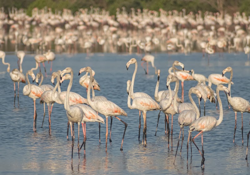 Bird Watching Area, Bhandup West (BPS) - Bird Watching Area, Bhandup West (BPS) 4XR7+QV6, Mulund East, Mumbai, Maharashtra 400042, India