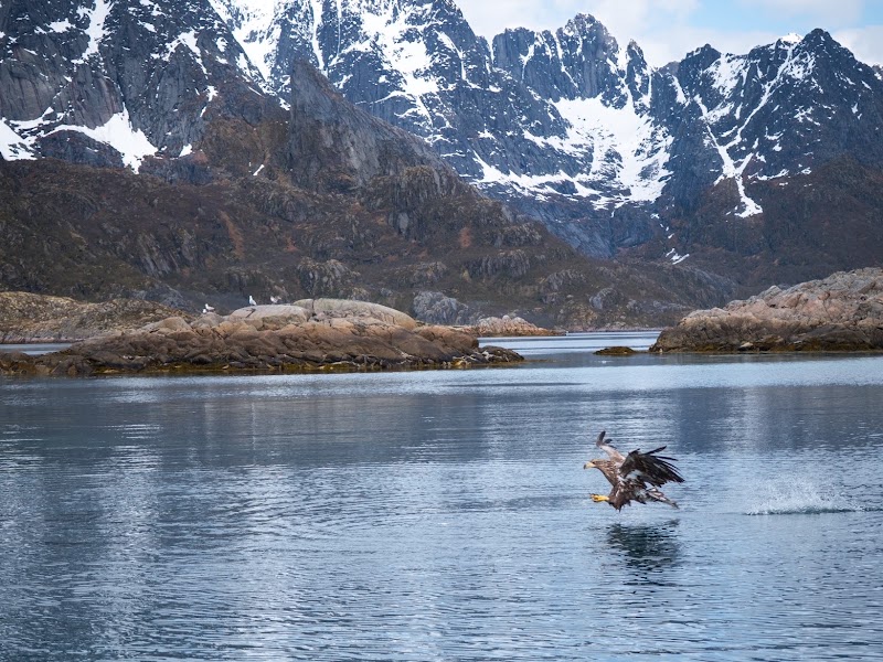 Lofoten Explorer AS - Lofoten Explorer AS Joh. E. Paulsens gt. 12, 8300 Svolvær, Norway