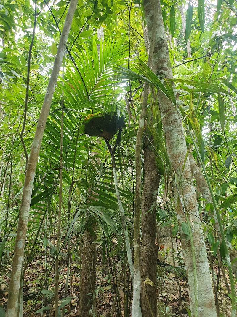 Bohol Tarsier Conservation Area - Bohol Tarsier Conservation Area, Villa Aurora, Bilar, 6317 Bohol, Philippines