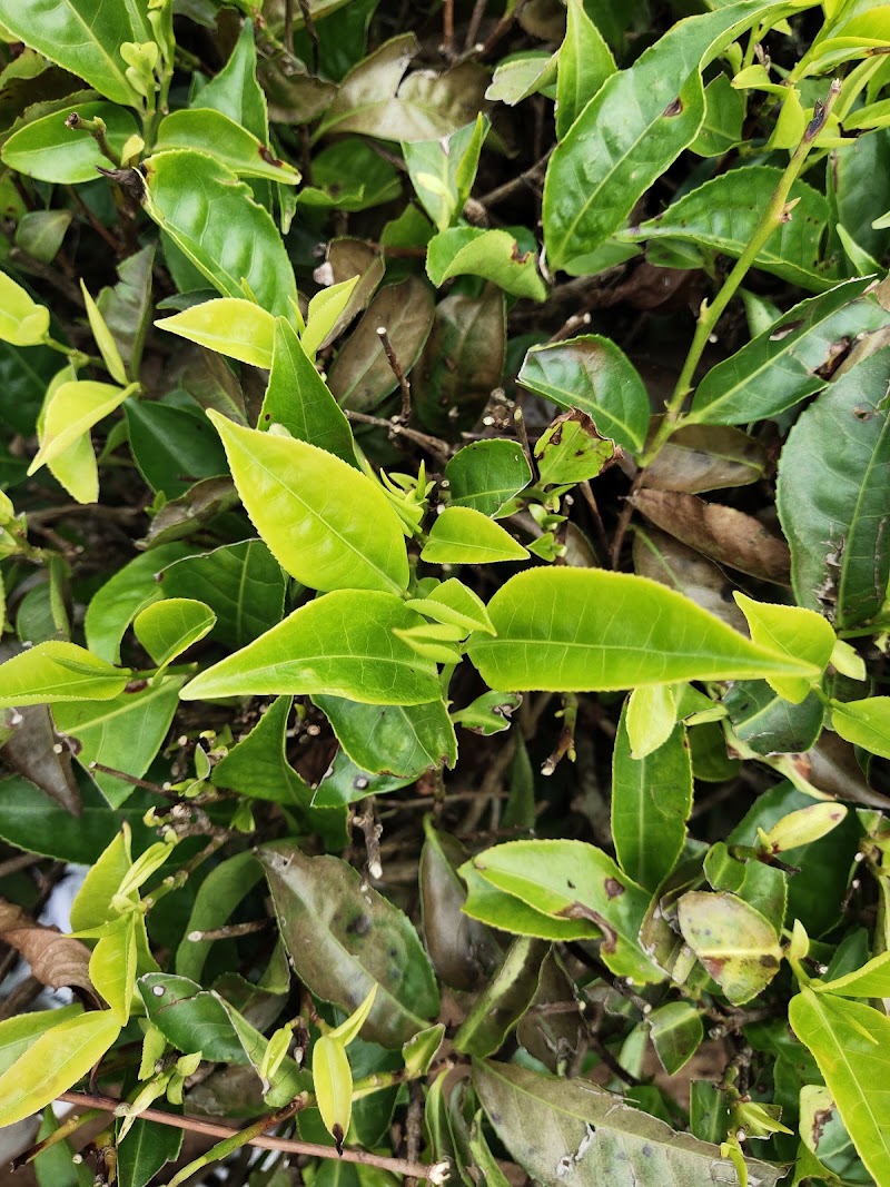 Tea estate - Tea estate 9R4J+HV3, Unnamed Road, Burliyar, Tamil Nadu 643102, India