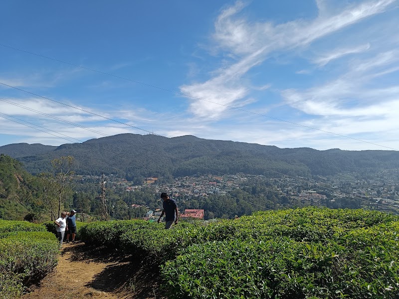 Pedro Tea Estate - Pedro Tea Estate XQ3F+3FX, Nuwara Eliya 22200, Sri Lanka