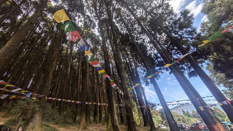 Majestic Pine Forest - Majestic Pine Forest X4VW+5PP, Mim Nagri Range, West Bengal 734221, India