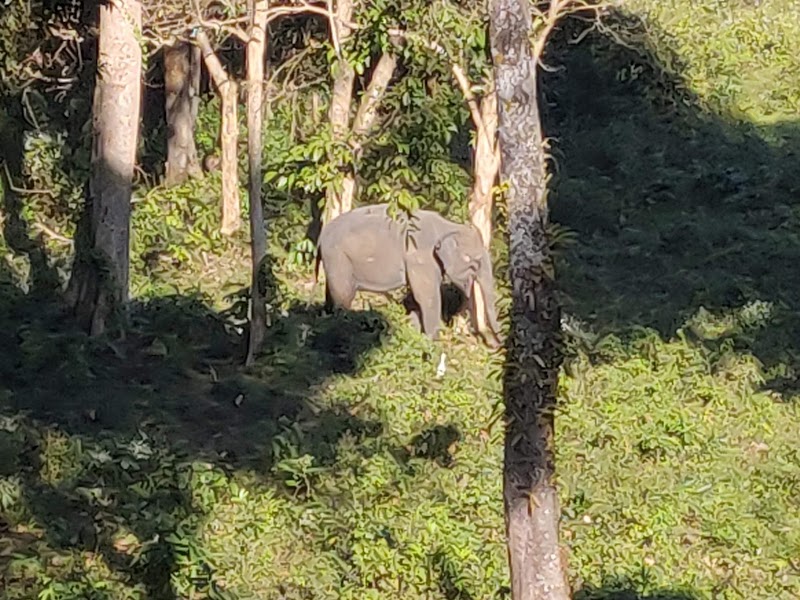DOOARS TOURISM - DOOARS TOURISM, Dooars, Uttarpatkapara, Rajabhat Khawa, West Bengal 735227, India