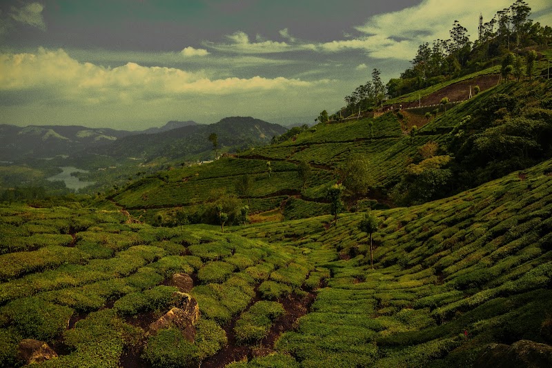 Munnar Tourist Places - Munnar Tourist Places Factory Division, Pallivasal, Estate, Munnar, Pallivasal, Kerala 685565, India