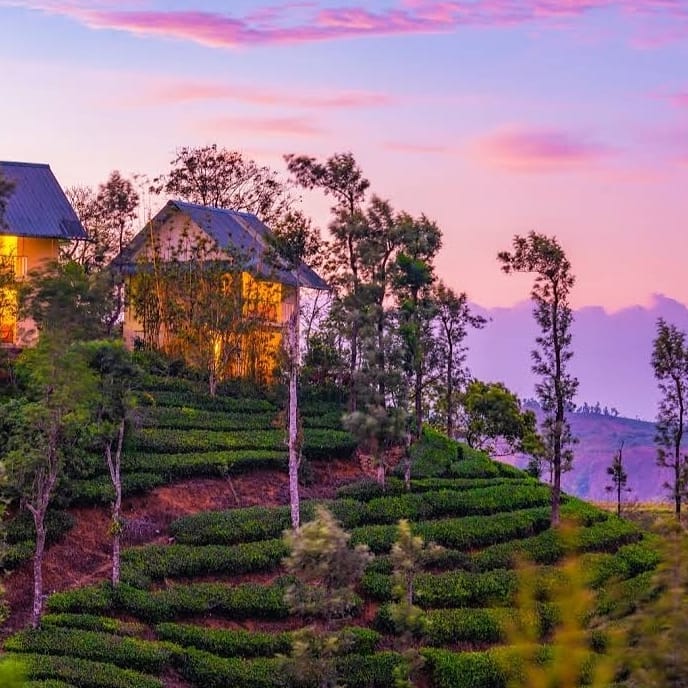 Munnar Treehouse - Munnar Treehouse 22PV+V47, Munnar, Kerala 685565, India