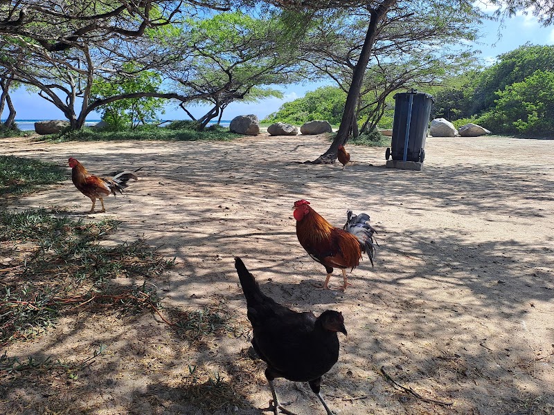 Savaneta Beach - Savaneta Beach, F22W+5GV, Savaneta, Aruba