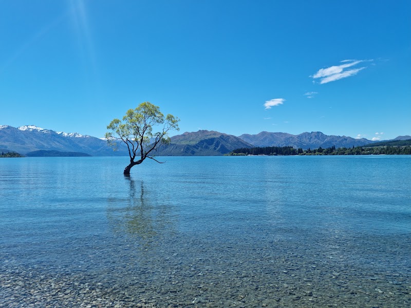That Wanaka tree - That Wanaka tree Roys Bay 59 Wanaka Mount Aspiring Road, Wānaka 9305, New Zealand