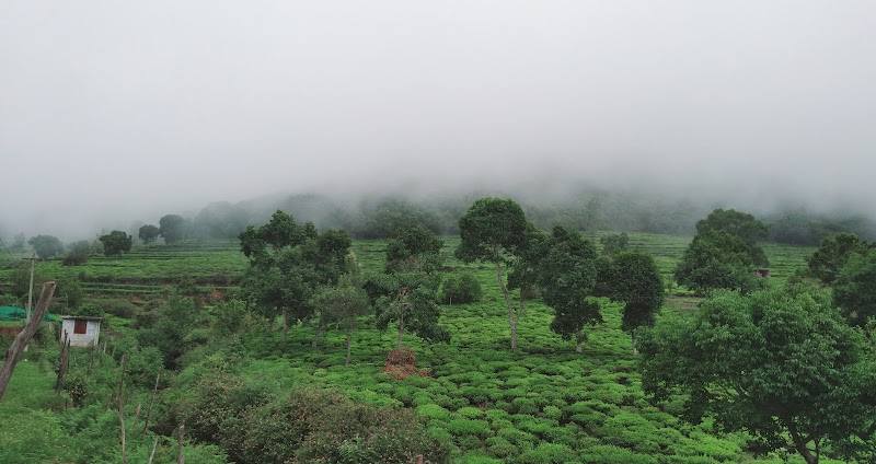 Top Hill Tea Factory - Top Hill Tea Factory, Sholurmattam Road, Amman Nagar, Denad, Kil Kotagiri, Tamil Nadu 643216, India