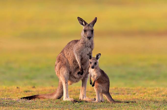 Kangaroo Island - Kangaroo Island, South Australia, Australia