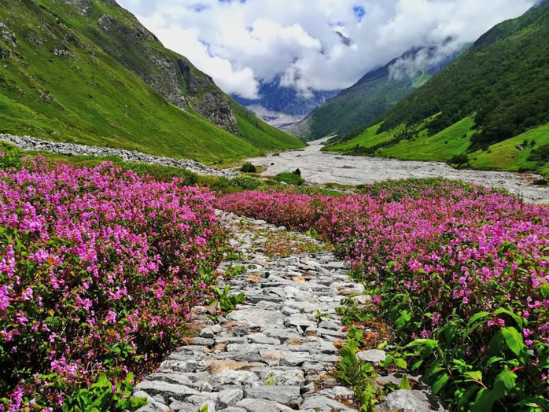 Valley of Flowers National Park - Valley of Flowers National Park Uttarakhand 246443, India