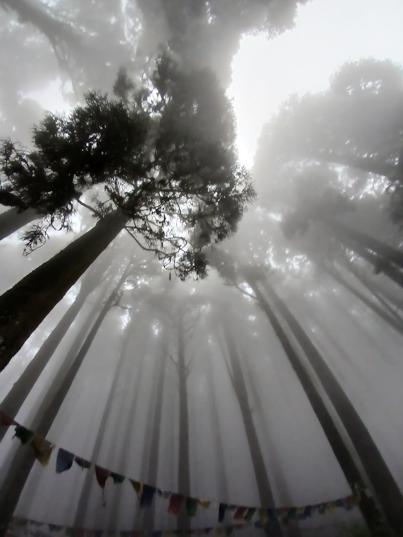 Pine forest - Pine forest 257X+45R, Sukhia Pokhri Road, Lepcha Jagat, Ghoom Pahar Forest, West Bengal 734221, India