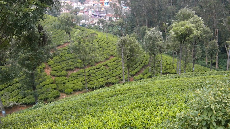 Daffodil Cottages and Resorts - Daffodil Cottages and Resorts 8RX4+WJ7, Alwarpet, Coonoor, Tamil Nadu 643101, India