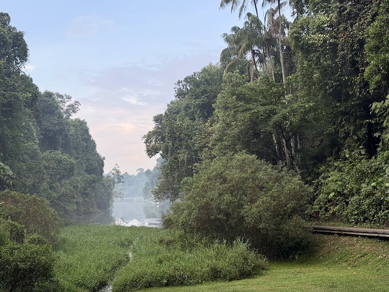 MacRitchie Reservoir - MacRitchie Reservoir, Singapore