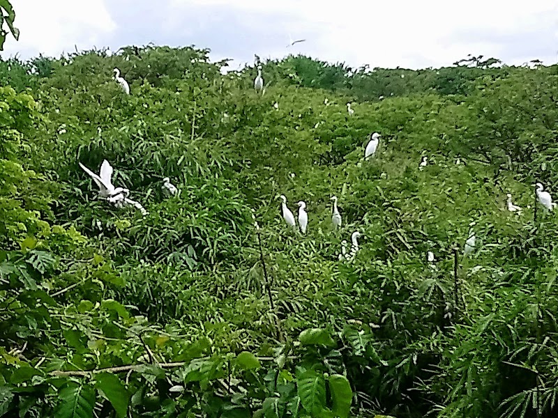 Bang Lang Stork Sanctuary - Bang Lang Stork Sanctuary, 7GJ4+J66, Thot Not, Can Tho, Vietnam