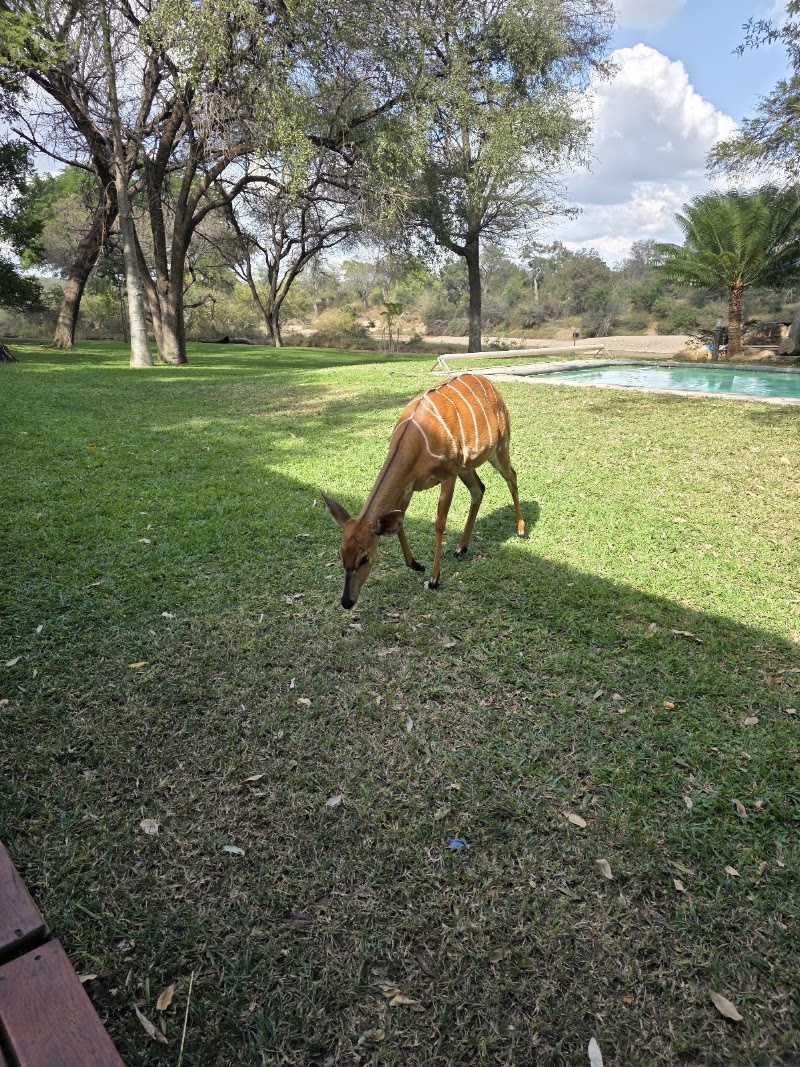 Selati Game Reserve - Selati Game Reserve, Kruger Park, South Africa