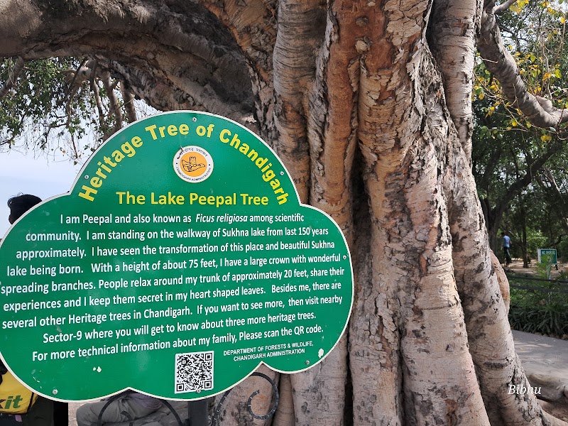 The Lake Peepal Tree - The Lake Peepal Tree PRR6+VV8, Sector 1, Chandigarh, 160001, India