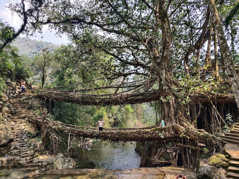 Double Decker Living Root Bridge Meghalaya