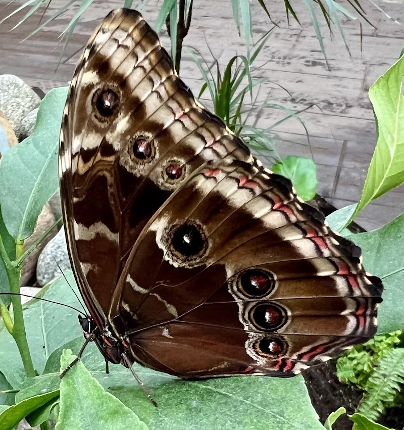 Butterfly House Diana Karlovy Vary - Butterfly House Diana Karlovy Vary, Vrch přátelství 5/1, 360 01 Karlovy Vary-Karlovy Vary 1, Czechia