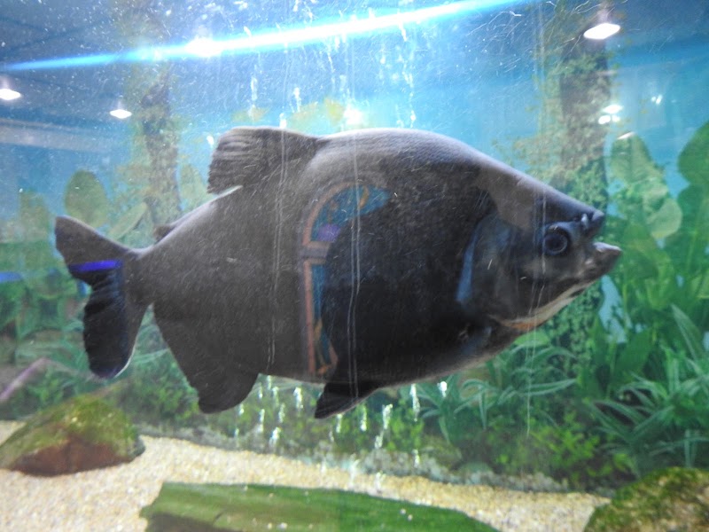 Jawahar Aquarium - Jawahar Aquarium, F35F+9FW, Mall Rd, The Mall Road, Mussoorie, Uttarakhand 248179, India