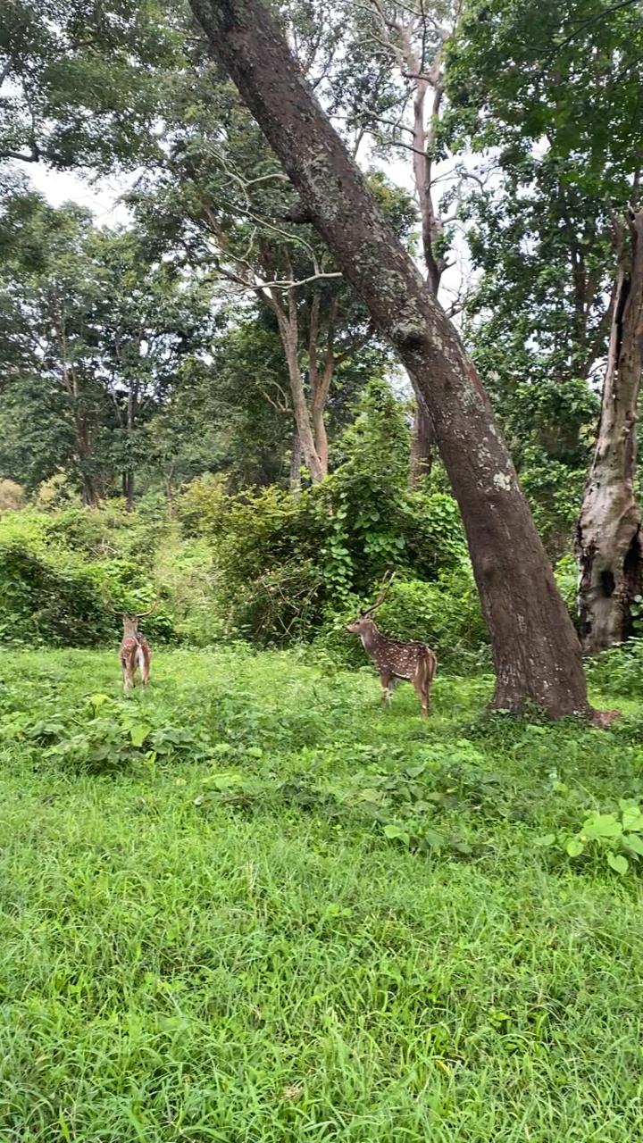 Nilgiris Biosphere Reserve - Nilgiris Biosphere Reserve HQF4+78G, Mudumalai, Ebbanad, Tamil Nadu 643223, India