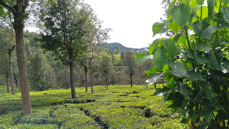 Banacombai Tea Plantations Pvt Ltd - Banacombai Tea Plantations Pvt Ltd, 5/74, Banacombai Tea Plantations Billicombai PO, Kattabettu, Kagguchi, Tamil Nadu 643214, India