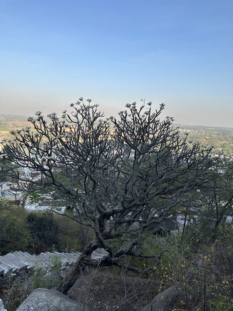 Bheema Bakasura Hill - Bheema Bakasura Hill, 8XXV+2HX, Kaiwara, Karnataka 563128, India
