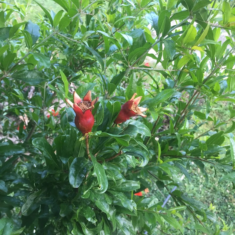 Dewa.Orchard - Dewa.Orchard, Shilawati po nishani teh, Distt, Nirmand, Sohach, Himachal Pradesh 172002, India