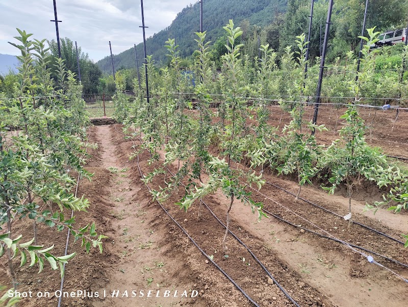 Ishant orchard - Ishant orchard, 203, near Raugi, Nathan, Himachal Pradesh 175101, India