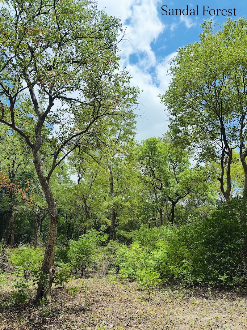Marayoor Sandalwood Forest