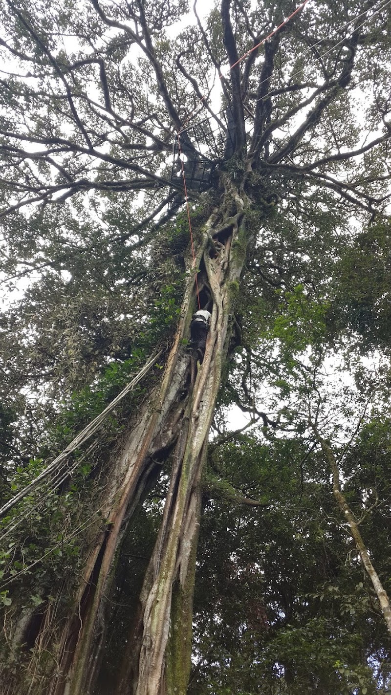 TreeTop Climbing Monteverde - TreeTop Climbing Monteverde, Puntarenas Province, Monteverde, 60109, Costa Rica