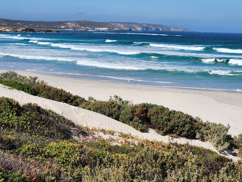 Seal Bay Conservation Park - Seal Bay Conservation Park, Seal Bay Rd, Seal Bay SA 5221, Australia