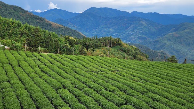 Tea Trail