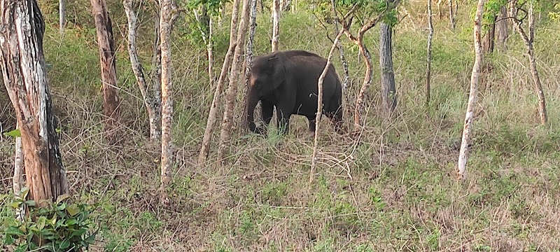 Bandipur Safari Lodge, By Junglelodges. - Bandipur Safari Lodge, By Junglelodges. Angala Post, Gundlupet Taluk Chamarajanagar District, Melukamanahalli, Mysuru - Ooty Rd, Gundlepete, Mel Kamanahalli, Karnataka 571126, India