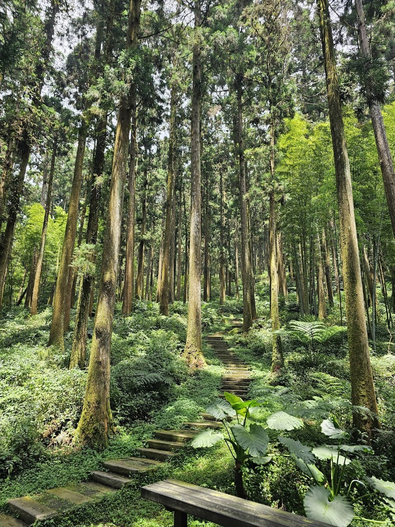 Tea Trail - Tea Trail 605, Taiwan, Chiayi County, Alishan Township, 樂野村