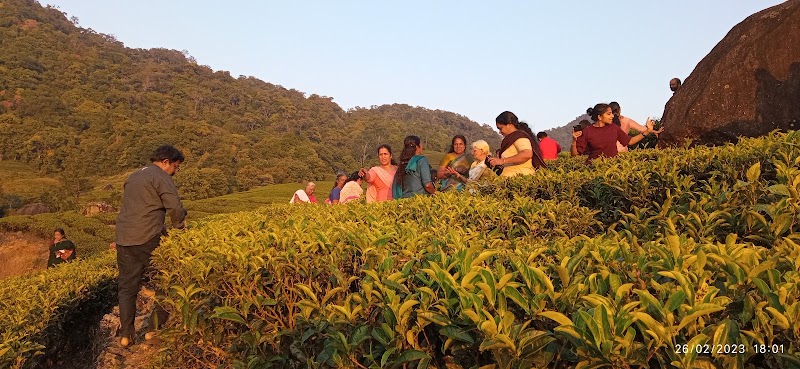 Laxmi Tea Estate - Laxmi Tea Estate, 329X+J3C, Unnamed Road, Kannan Devan Hills, Kerala 685612, India