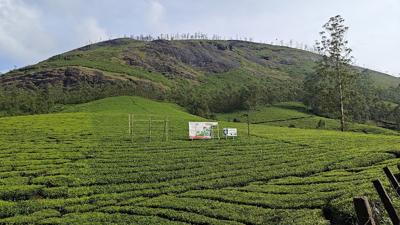 Munnar Thea Tours and Travels