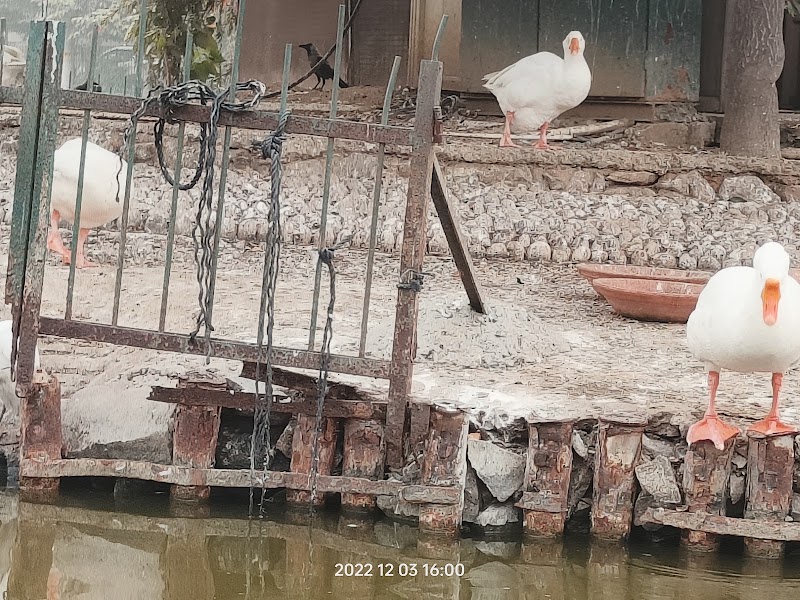 Naini Lake - Naini Lake, Block A 2, Model Town Phase I, Model Town, New Delhi, Delhi, 110033, India