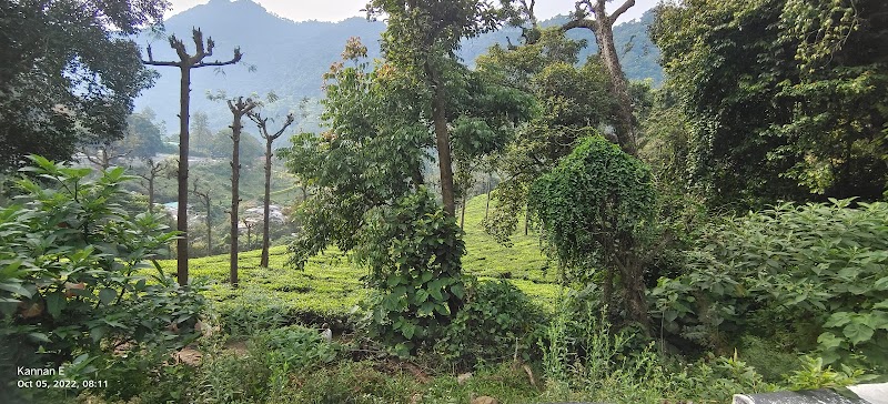 Government Tea Estate - Government Tea Estate 8QJX+QX6, Coonoor, Tamil Nadu 643102, India