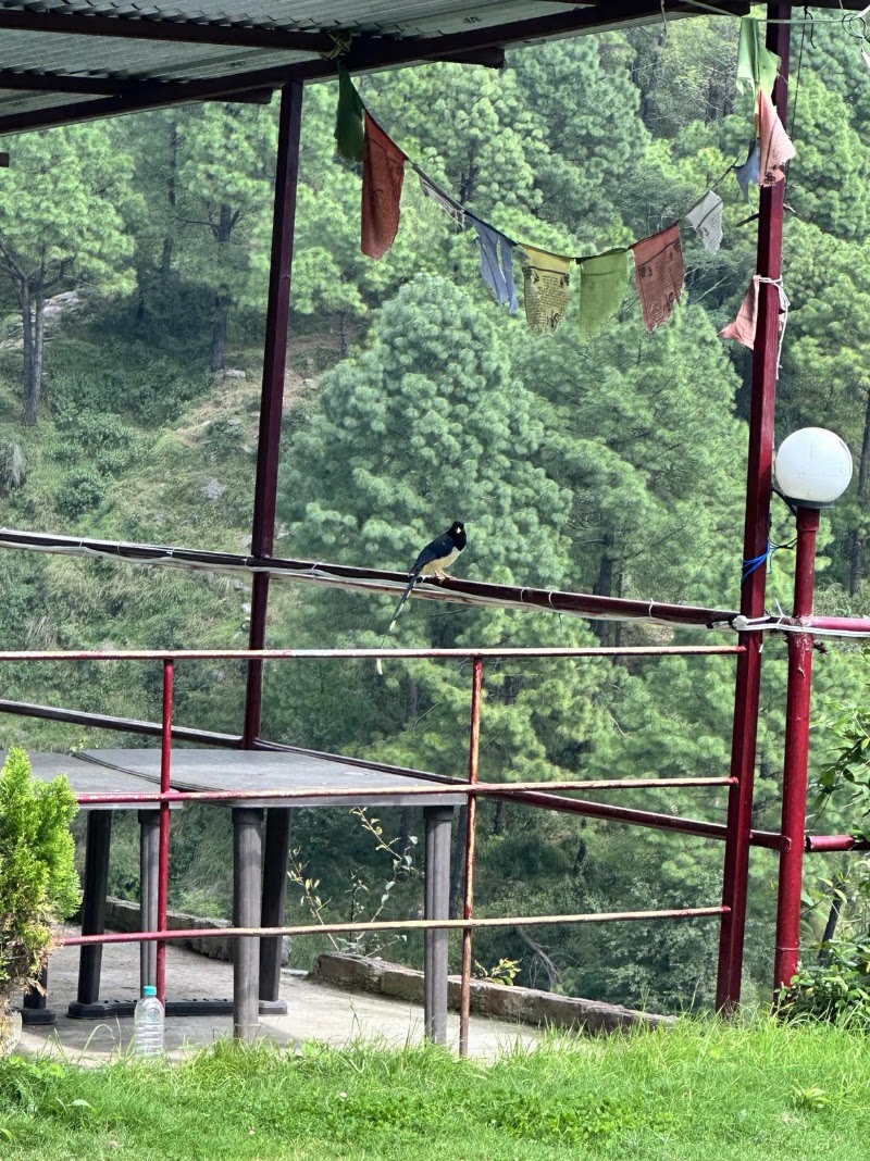 Triund Camps Riverside Resort - Triund Camps Riverside Resort, heeru village, Bhagsunag Rd, McLeod Ganj, Dharamshala, Himachal Pradesh 176215, India