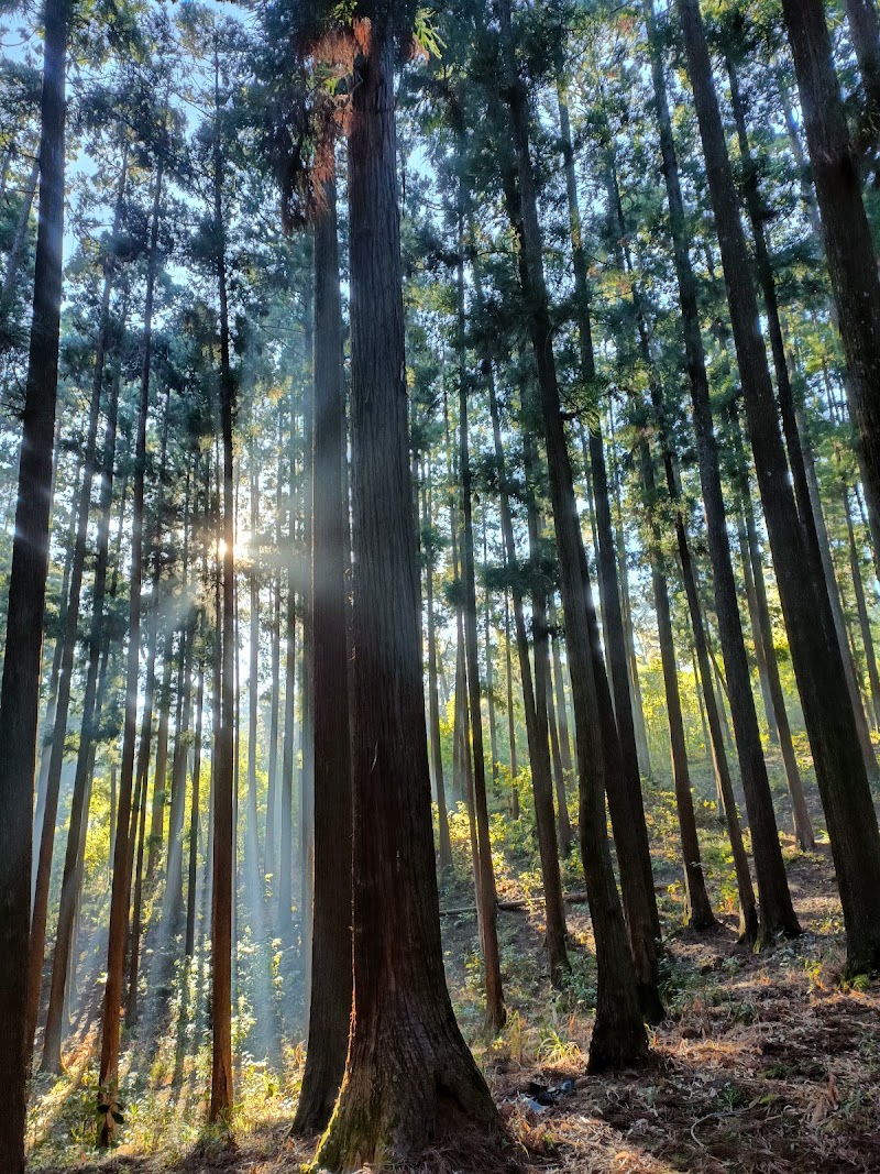 Malki Forest - Malki Forest HV5P+PJH, Unnamed Road, Malki, Shillong, Meghalaya 793003, India