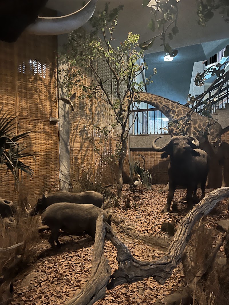 Natural History Museum of Zimbabwe - Natural History Museum of Zimbabwe, Centenary Park, cnr Park Road &, Leopold Takawira Ave, Bulawayo, Zimbabwe