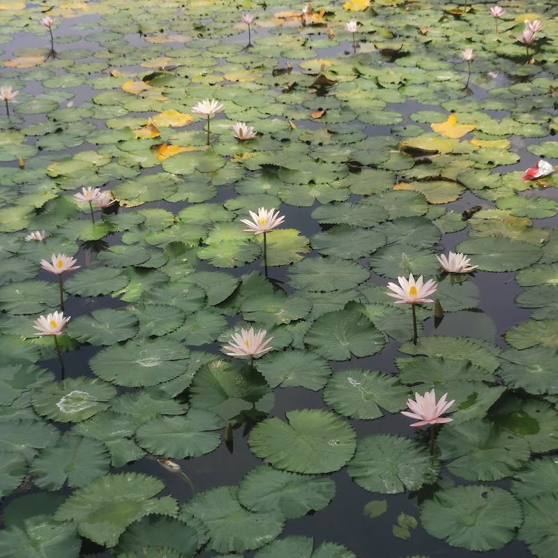 Candidasa Lotus Lagoon - Candidasa Lotus Lagoon, Sengkidu, Manggis, Karangasem Regency, Bali, Indonesia