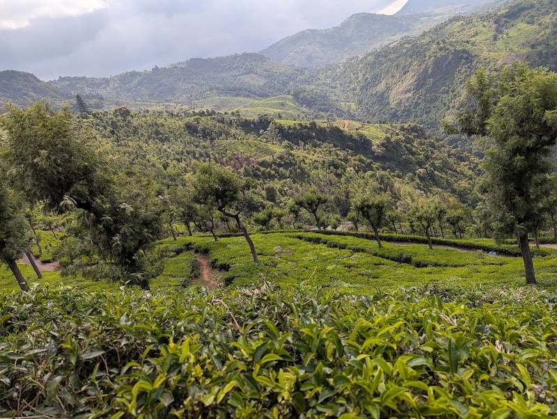 Tea estate - Tea estate 9R4J+HV3, Unnamed Road, Burliyar, Tamil Nadu 643102, India