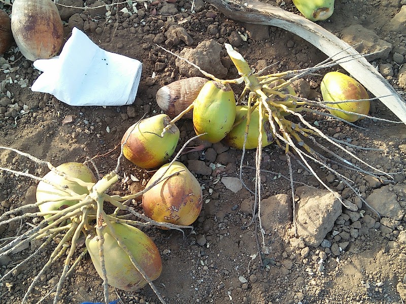 Naip - Naip, Gujarat 364290, India