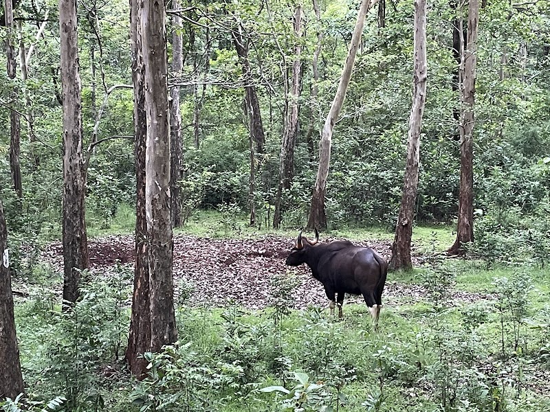 Dandeli wildlife safari - Dandeli wildlife safari, Kulgi, Karnataka 581363, India